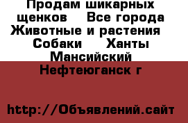 Продам шикарных щенков  - Все города Животные и растения » Собаки   . Ханты-Мансийский,Нефтеюганск г.